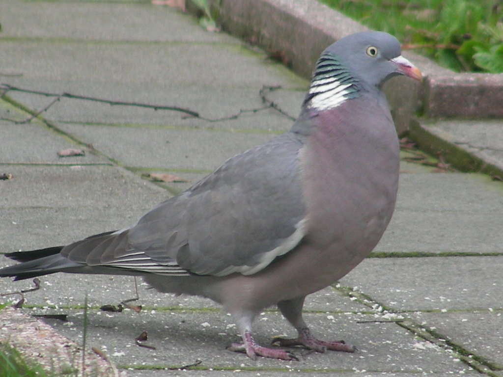 Columba palumbus